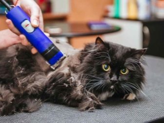 Як в домашніх умовах прибрати у кота ковтуни? Як видалити килими з вовни у кішки? Пристрій для вичісування колтунов у пухнастого кота