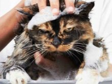 Як в домашніх умовах прибрати у кота ковтуни? Як видалити килими з вовни у кішки? Пристрій для вичісування колтунов у пухнастого кота