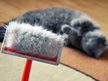Як в домашніх умовах прибрати у кота ковтуни? Як видалити килими з вовни у кішки? Пристрій для вичісування колтунов у пухнастого кота