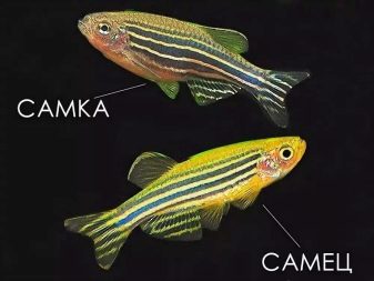 Як відрізнити самку даніо від самця? 16 фото Як визначити стать акваріумної рибки? Відмінності хлопчика даніо-реріо від дівчинки