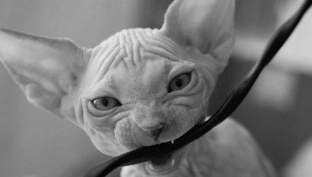 Як відучити кота гризти дроти? Чому коти, кішки та кошенята їдять дроти і зарядки? Як правильно захистити дроти?