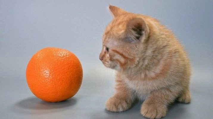Як відучити кота гризти дроти? Чому коти, кішки та кошенята їдять дроти і зарядки? Як правильно захистити дроти?