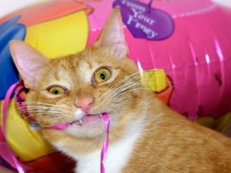 Як відучити кота гризти дроти? Чому коти, кішки та кошенята їдять дроти і зарядки? Як правильно захистити дроти?