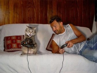 Як відучити кота гризти дроти? Чому коти, кішки та кошенята їдять дроти і зарядки? Як правильно захистити дроти?