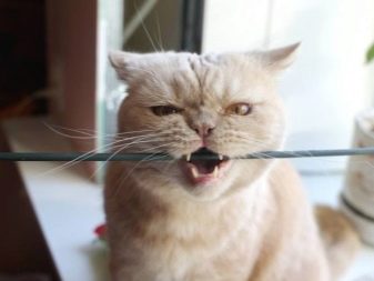 Як відучити кота гризти дроти? Чому коти, кішки та кошенята їдять дроти і зарядки? Як правильно захистити дроти?