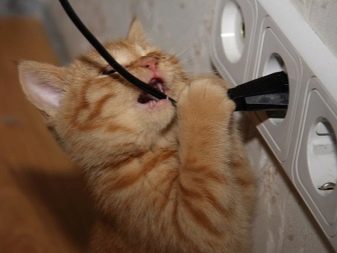 Як відучити кота гризти дроти? Чому коти, кішки та кошенята їдять дроти і зарядки? Як правильно захистити дроти?