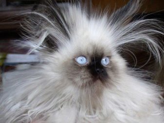 Як відучити кота гризти дроти? Чому коти, кішки та кошенята їдять дроти і зарядки? Як правильно захистити дроти?