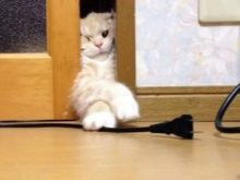Як відучити кота гризти дроти? Чому коти, кішки та кошенята їдять дроти і зарядки? Як правильно захистити дроти?