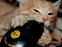 Як відучити кота гризти дроти? Чому коти, кішки та кошенята їдять дроти і зарядки? Як правильно захистити дроти?