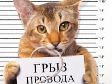 Як відучити кота гризти дроти? Чому коти, кішки та кошенята їдять дроти і зарядки? Як правильно захистити дроти?
