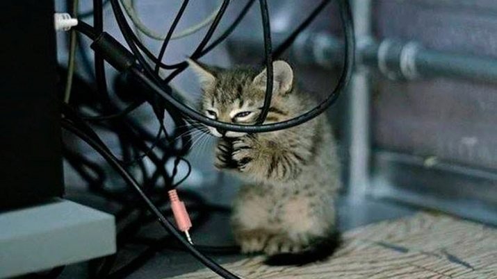Як відучити кота гризти дроти? Чому коти, кішки та кошенята їдять дроти і зарядки? Як правильно захистити дроти?