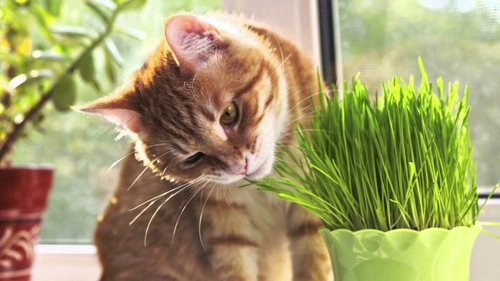 Як відучити кота гризти дроти? Чому коти, кішки та кошенята їдять дроти і зарядки? Як правильно захистити дроти?
