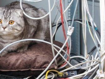 Як відучити кота гризти дроти? Чому коти, кішки та кошенята їдять дроти і зарядки? Як правильно захистити дроти?