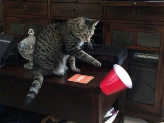 Як відучити кота гризти дроти? Чому коти, кішки та кошенята їдять дроти і зарядки? Як правильно захистити дроти?