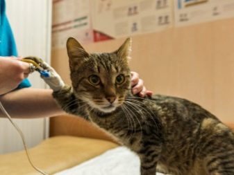 Як відучити кота гризти дроти? Чому коти, кішки та кошенята їдять дроти і зарядки? Як правильно захистити дроти?