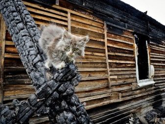 Як відучити кота гризти дроти? Чому коти, кішки та кошенята їдять дроти і зарядки? Як правильно захистити дроти?
