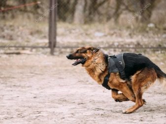 Як вибрати собаку? 53 фото Як правильно вибирати цуценя для себе з посліду? Вибір кращої породи для приватного будинку і квартири