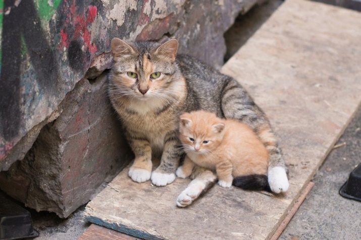 Як визначити породу кішок? 29 фото Як дізнатися породу кота за зовнішніми ознаками? Визначаємо породистість кошеня фотографії. Інші способи