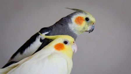 Як визначити стать кореллі? 17 фото Основні відмінності самки від самця. Як дізнатися вік папугу хлопчика і дівчинки?