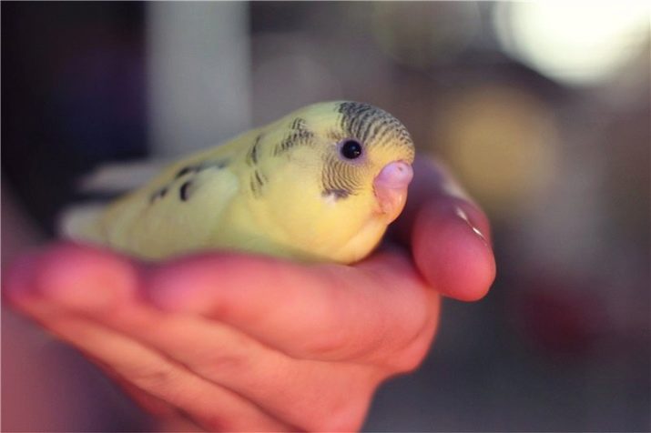 Як визначити вік хвилястого папугу? 21 фото Як дізнатися, скільки років самця і самиці, по дзьобу і по поведінці?