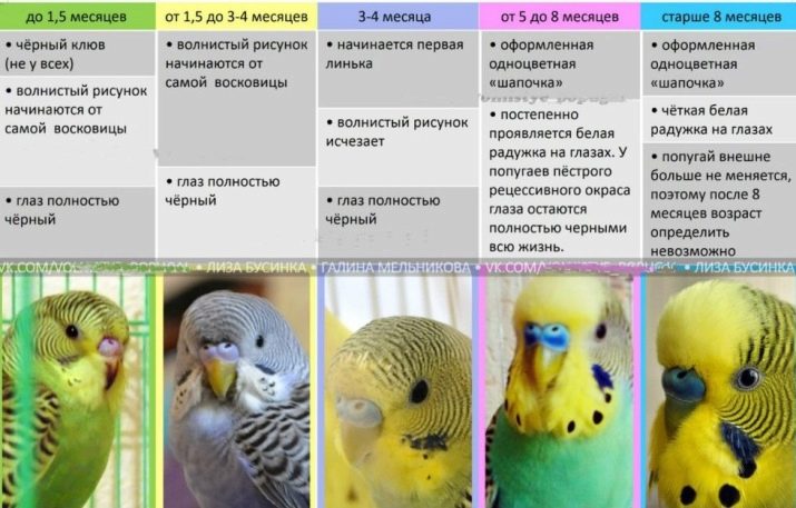 Як визначити вік хвилястого папугу? 21 фото Як дізнатися, скільки років самця і самиці, по дзьобу і по поведінці?
