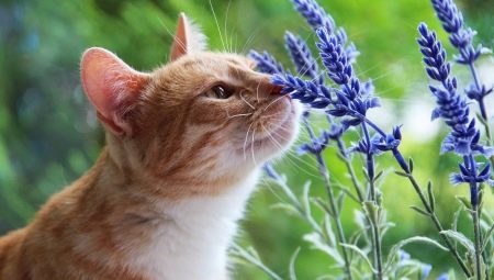 Які запахи не люблять кішки? Чому коти не переносять аромати цитрусових і ефірних масел? Які запахи найбільше лякають тварин?