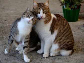 Які запахи не люблять кішки? Чому коти не переносять аромати цитрусових і ефірних масел? Які запахи найбільше лякають тварин?