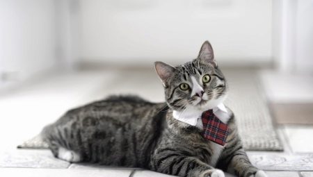 Яку кішку краще завести в квартирі? Список найкращих порід котів. Як вибрати кошеня?