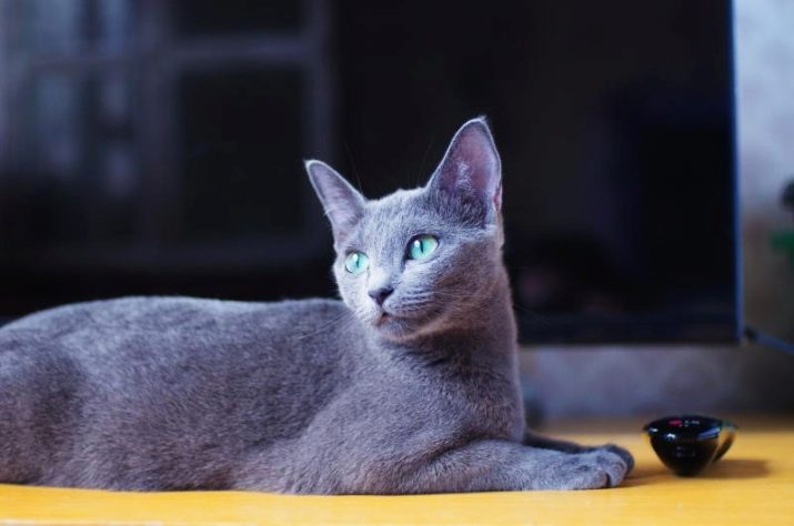 Яку кішку краще завести в квартирі? Список найкращих порід котів. Як вибрати кошеня?