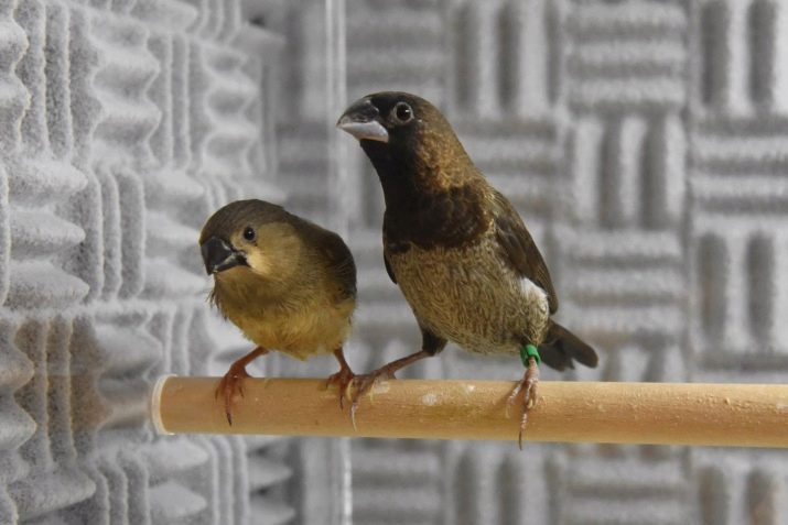Японські амадіни (36 фото): як відрізнити самця від самки? Розведення пташок в домашніх умовах, догляд і утримання