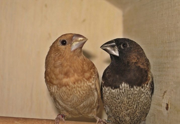 Японські амадіни (36 фото): як відрізнити самця від самки? Розведення пташок в домашніх умовах, догляд і утримання