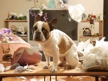 З тваринами у квартиру (36 фото): список маленьких і великих невибагливих вихованців, яких можна тримати у квартирі