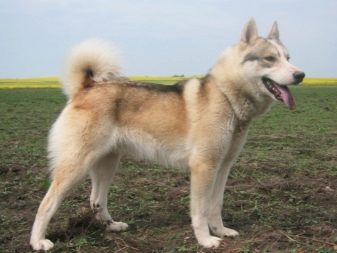 Їздові собаки (32 фото): огляд північних і чукотських, камчатських, сибірських та інших їздових порід собак. Як їх навчають і дресирують?