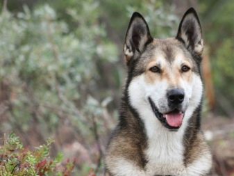 Їздові собаки (32 фото): огляд північних і чукотських, камчатських, сибірських та інших їздових порід собак. Як їх навчають і дресирують?