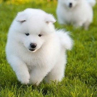 Їздові собаки (32 фото): огляд північних і чукотських, камчатських, сибірських та інших їздових порід собак. Як їх навчають і дресирують?