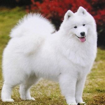 Їздові собаки (32 фото): огляд північних і чукотських, камчатських, сибірських та інших їздових порід собак. Як їх навчають і дресирують?