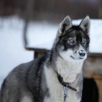 Їздові собаки (32 фото): огляд північних і чукотських, камчатських, сибірських та інших їздових порід собак. Як їх навчають і дресирують?