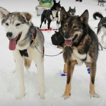 Їздові собаки (32 фото): огляд північних і чукотських, камчатських, сибірських та інших їздових порід собак. Як їх навчають і дресирують?