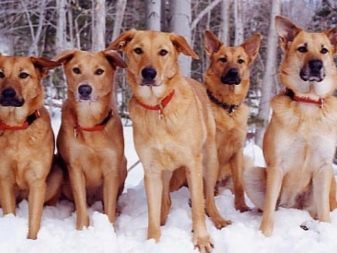 Їздові собаки (32 фото): огляд північних і чукотських, камчатських, сибірських та інших їздових порід собак. Як їх навчають і дресирують?