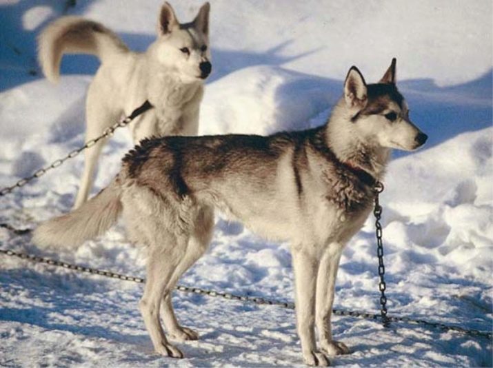 Їздові собаки (32 фото): огляд північних і чукотських, камчатських, сибірських та інших їздових порід собак. Як їх навчають і дресирують?