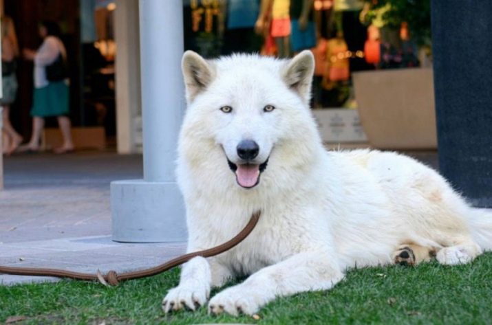 Їздові собаки (32 фото): огляд північних і чукотських, камчатських, сибірських та інших їздових порід собак. Як їх навчають і дресирують?