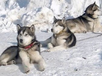 Їздові собаки (32 фото): огляд північних і чукотських, камчатських, сибірських та інших їздових порід собак. Як їх навчають і дресирують?