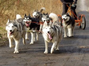 Їздові собаки (32 фото): огляд північних і чукотських, камчатських, сибірських та інших їздових порід собак. Як їх навчають і дресирують?