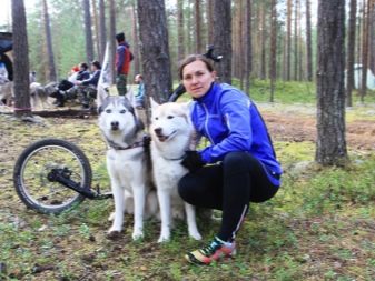 Їздові собаки (32 фото): огляд північних і чукотських, камчатських, сибірських та інших їздових порід собак. Як їх навчають і дресирують?