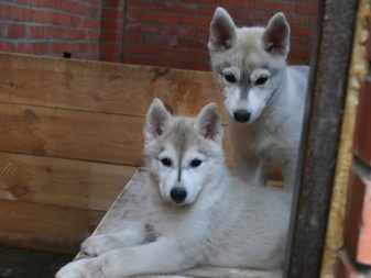 Їздові собаки (32 фото): огляд північних і чукотських, камчатських, сибірських та інших їздових порід собак. Як їх навчають і дресирують?