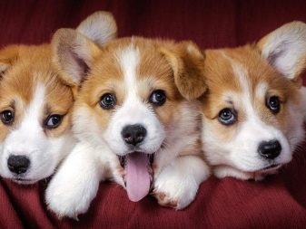 Їздові собаки (32 фото): огляд північних і чукотських, камчатських, сибірських та інших їздових порід собак. Як їх навчають і дресирують?