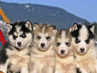 Їздові собаки (32 фото): огляд північних і чукотських, камчатських, сибірських та інших їздових порід собак. Як їх навчають і дресирують?