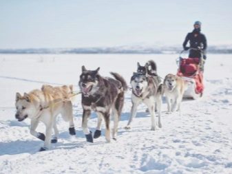 Їздові собаки (32 фото): огляд північних і чукотських, камчатських, сибірських та інших їздових порід собак. Як їх навчають і дресирують?