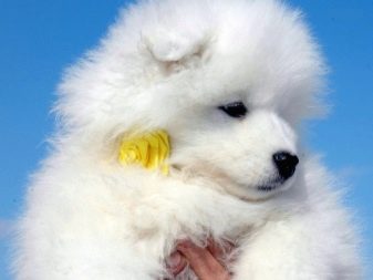 Їздові собаки (32 фото): огляд північних і чукотських, камчатських, сибірських та інших їздових порід собак. Як їх навчають і дресирують?