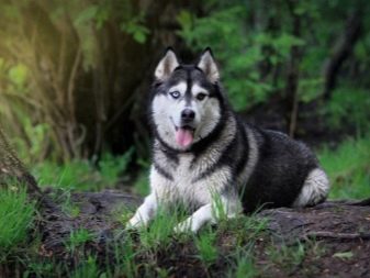 Їздові собаки (32 фото): огляд північних і чукотських, камчатських, сибірських та інших їздових порід собак. Як їх навчають і дресирують?